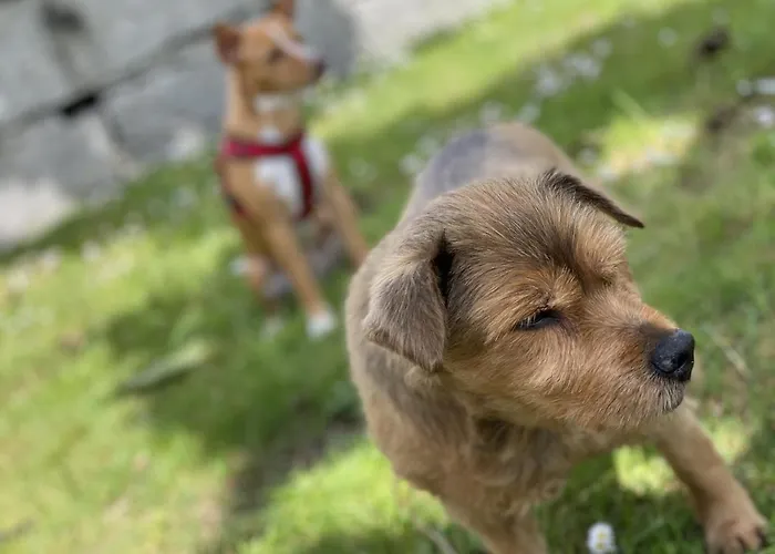 別荘 O Carballo Da Pedra La Cañiza